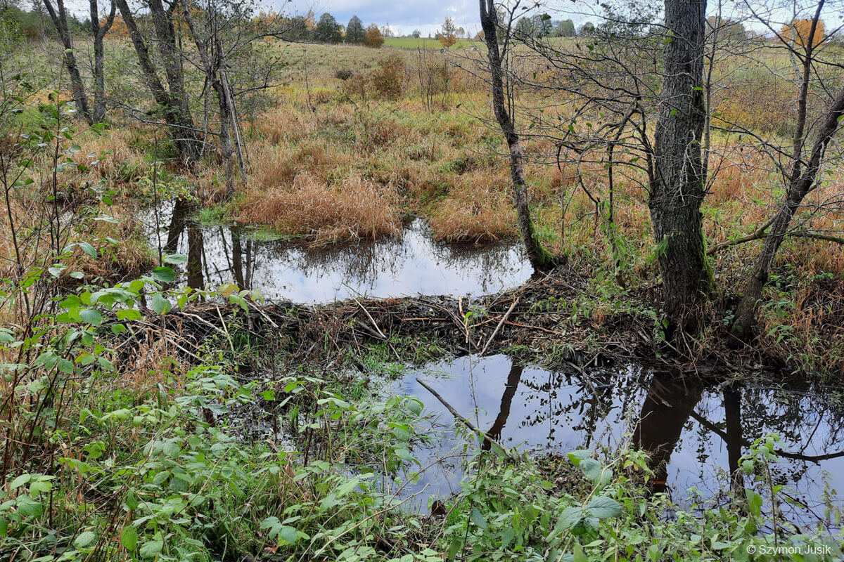 naturalna bobrza tama