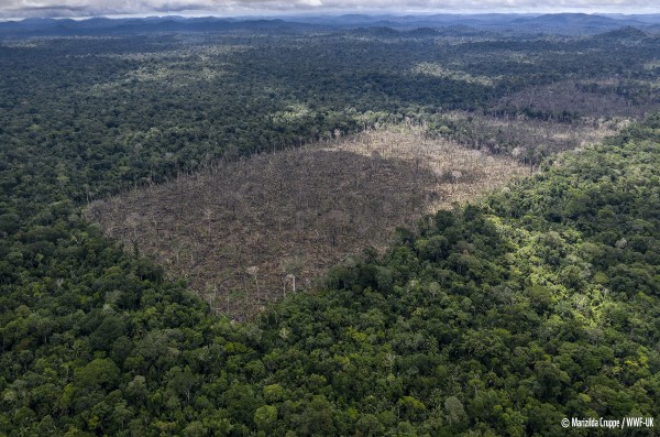 Wylesianie