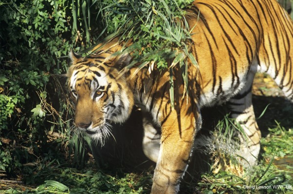 Tygrysy a zmiana klimatu