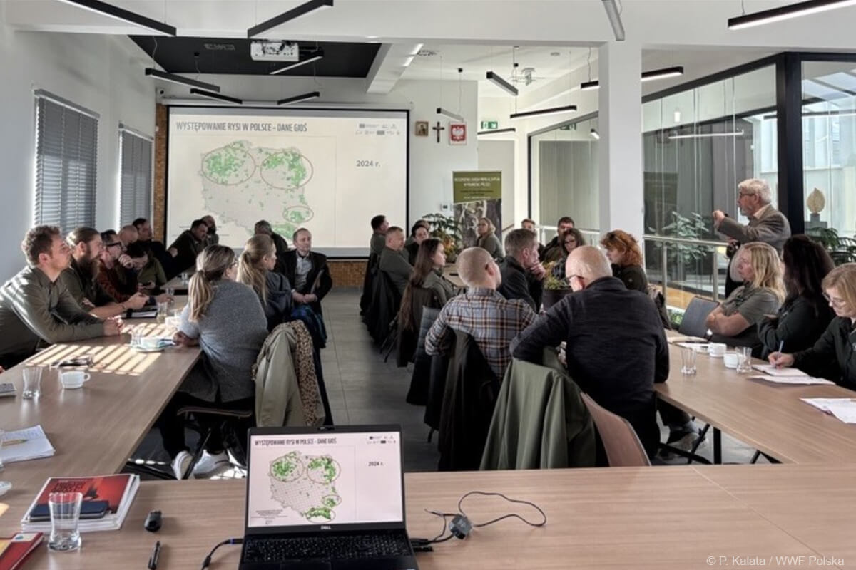 warsztaty nt rysiów w Polsce w ramach projektu Life