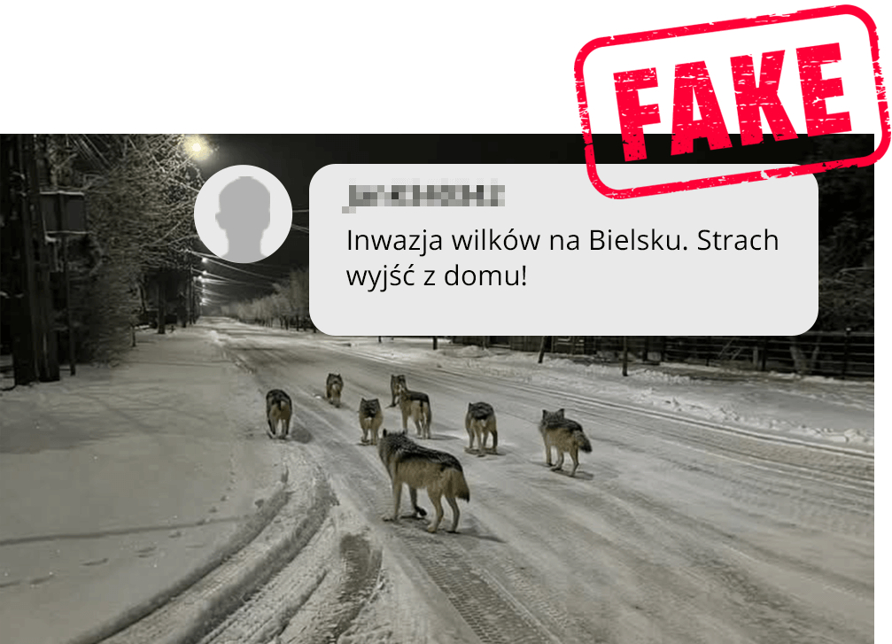 Fake news: inwazja wilków w Bielsku