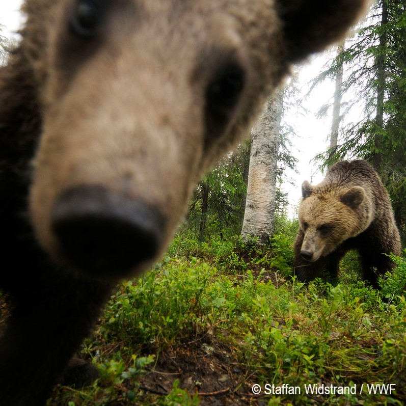 Niedźwiedzie brunatne uchwycone przez fotopułapkę