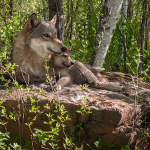 Wilk z młodym