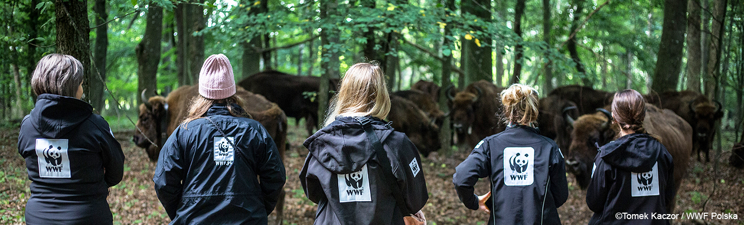 Pracownicy WWF obserwujący stado żubrów