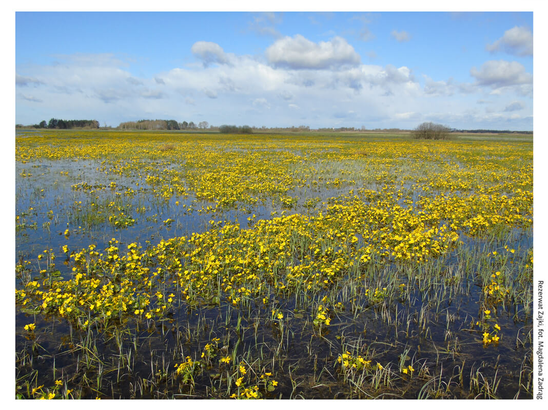 Apel dla Lasu Łęgowego, Cecylia Malik (2025)