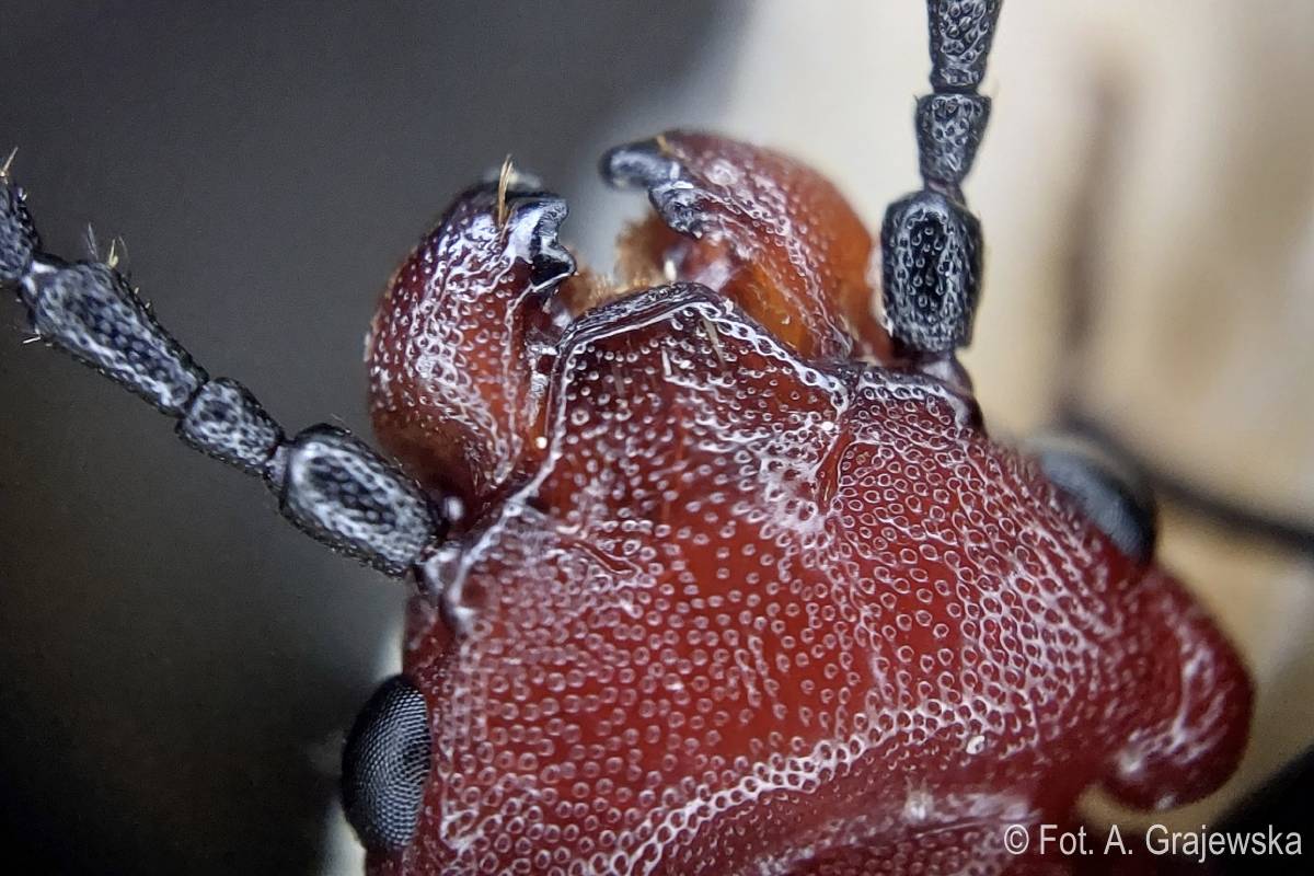 zgniotek szkarłatny