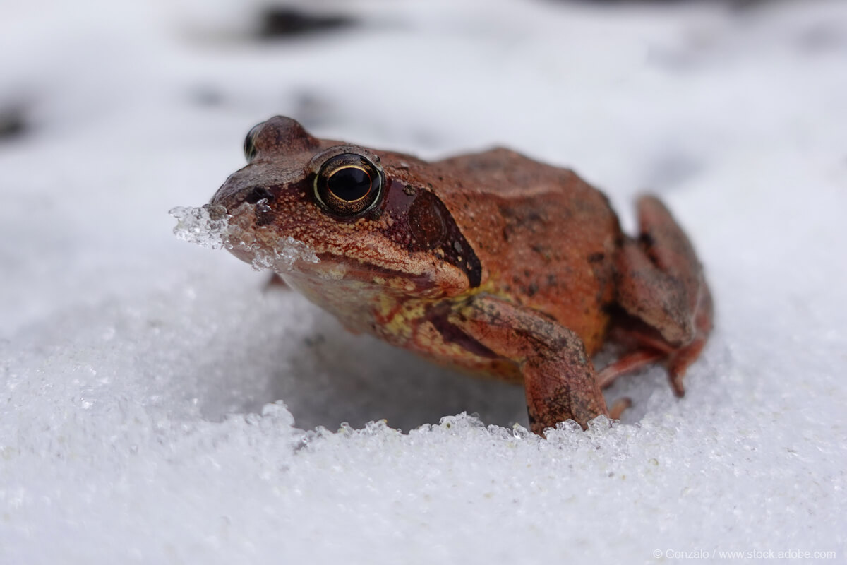 Żaba zimą