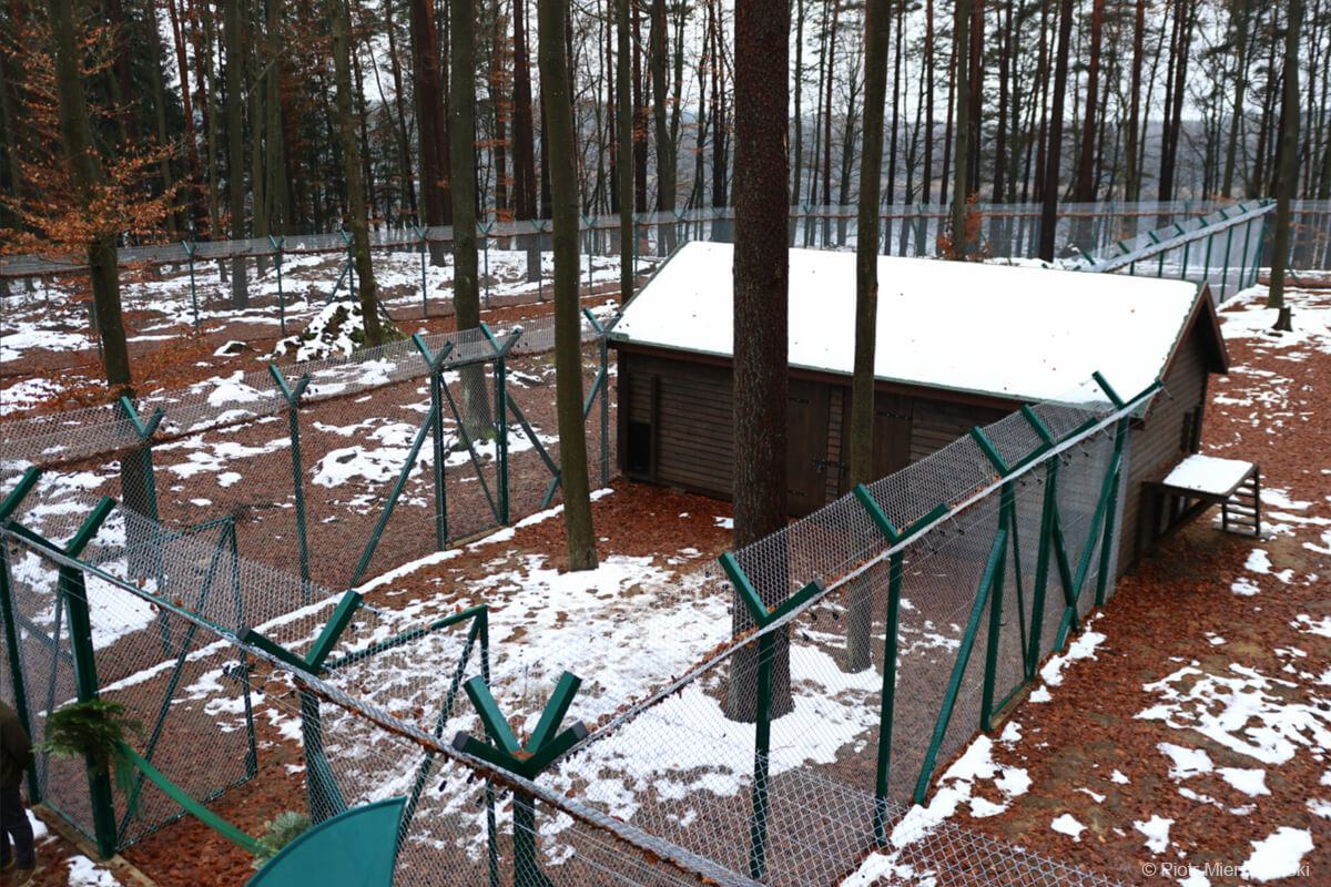 Ośrodek rehabilitacji rysi pod Spychowem