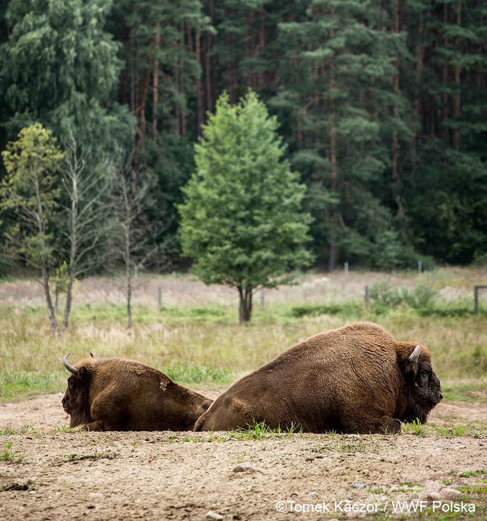 Dwa wylegujące się żubry