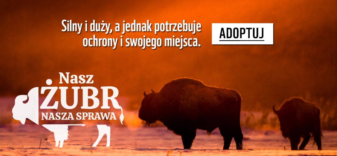 Adoptuj żubra