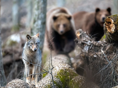 Spotkanie z drapieżnikiem