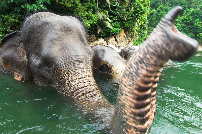 Słonie z Sumatry mogą całkowicie wyginąć. 